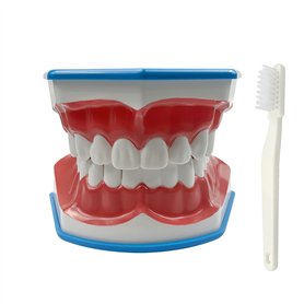 Youya Modèle de dents 2 fois de grandes tailles