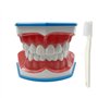 Youya Modèle de dents 2 fois de grandes tailles
