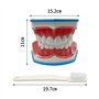 modèle d'enseignement dentaire avec brosse à dents et langue pour enfants