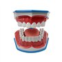 Youya Modèle de dents 2 fois de grandes tailles, modèle d'enseignement dentaire avec brosse à dents et langue pour enfants