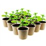 Woohome 153 PCS Pots Biodégradables, 100 PCS Pot de Semis en Fibre Biodégradable de 6 cm, Etiquettes Blanches en Plastique, Outi