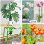 Attache Plante