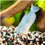 Cayway Sable Naturel Gravier Aquarium Naturels, 1 KG Gravier pour Jardin et 100G Sable Naturel pour Plantes en Pot, Jardin Féeri