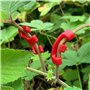 ZBHDEYG Lot de 60 pinces à cintrer pour plantes - Contrôle de la direction de la croissance des plantes - Pince d'entraînement à