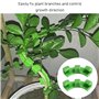 ZBHDEYG Lot de 40 pinces à cintrer pour plantes - Pince d'entraînement à basse pression - Contrôle de la direction de la croissa