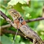 Harnais et Laisse pour Dragon Barbu,3 Tailles Réglables,Accessoires pour Reptiles et Lézards avec Laisse de 5,4 Pieds pour Drago