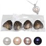 Lot de 4 huîtres rondes en perles d'eau douce de différentes couleurs brillantes et significatives