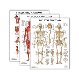 Anatomy Lab Lot de 3 affiches d'anatomie étirement