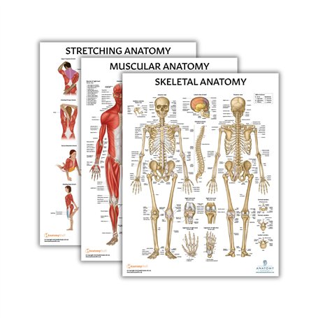 Anatomy Lab Lot de 3 affiches d'anatomie étirement