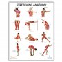musculaire et squelettique – Laminé – Poster de fitness haute résolution
