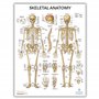 Anatomy Lab Lot de 3 affiches d'anatomie étirement, musculaire et squelettique – Laminé – Poster de fitness haute résolution, 43