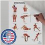 Anatomy Lab Lot de 3 affiches d'anatomie étirement, musculaire et squelettique – Laminé – Poster de fitness haute résolution, 43