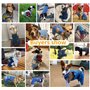 veste en jean pour chiot