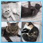 Tapis rafraîchissant pour Chiens et Chats - Tapis Auto-rafraîchissant pour Chiens et Animaux domestiques - Antidérapant - Lavabl