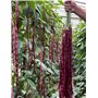 Semence de haricots chinois (lot de 45)