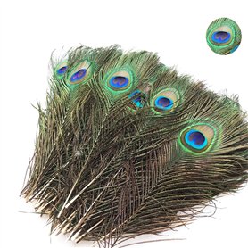 20 Plumes de Paon Naturelles