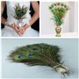 20 Plumes de Paon Naturelles, Plumes de Paon de Couleur Primaire Naturelle, 25 Cm de Long, Peuvent Être Utilisées pour la Décora