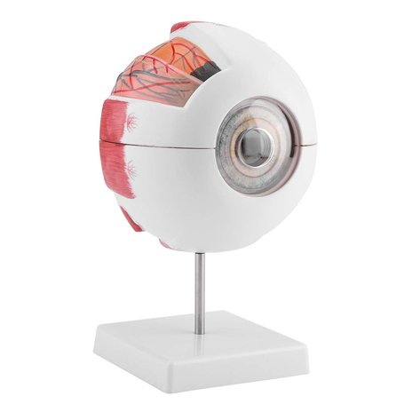 SANON Modèle D'anatomie Du Globe Oculaire Grossissement 6X Modèle de Globe Oculaire Humain Amovible pour L'enseignement de L'étu