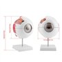 SANON Modèle D'anatomie Du Globe Oculaire Grossissement 6X Modèle de Globe Oculaire Humain Amovible pour L'enseignement de L'étu