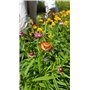 Graines d'Immortelle a Bractées double variée - 1 gramme