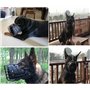 Muselière réglable en métal et en Cuir pour Berger Allemand, Doberman, Rottweiler et Autres Chiens de Taille Moyenne et Grande, 
