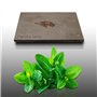 250 graines Aromatiques à semer - Le Grenier d'Abondance - MENTHE Verte - Mentha viridis