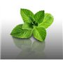 250 graines Aromatiques à semer - Le Grenier d'Abondance - MENTHE Verte - Mentha viridis
