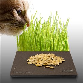 100 graines à semer - Le Grenier d'Abondance - HERBE à Chat Complément alimentaire pour le transit