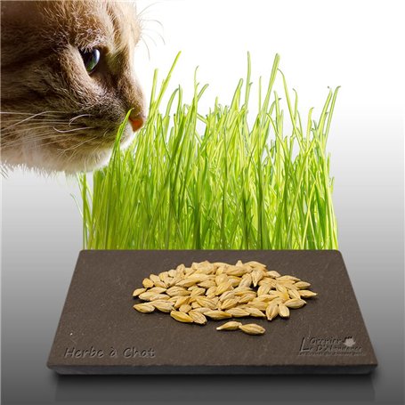 100 graines à semer - Le Grenier d'Abondance - HERBE à Chat Complément alimentaire pour le transit