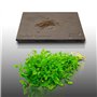 100 graines d'Aromatiques à semer - Le Grenier d'Abondance - CERFEUIL - Anthriscus cerefolium