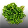 100 graines d'Aromatiques à semer - Le Grenier d'Abondance - CERFEUIL - Anthriscus cerefolium