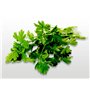 100 graines d'Aromatiques à semer - Le Grenier d'Abondance - CERFEUIL - Anthriscus cerefolium
