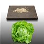 500 graines à semer - Le Grenier d'Abondance - LAITUE BATAVIA Blonde de Paris - Lactuca sativa
