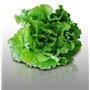 500 graines à semer - Le Grenier d'Abondance - LAITUE BATAVIA Blonde de Paris - Lactuca sativa
