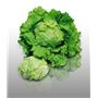 500 graines à semer - Le Grenier d'Abondance - LAITUE BATAVIA Blonde de Paris - Lactuca sativa