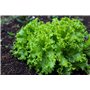 500 graines à semer - Le Grenier d'Abondance - LAITUE BATAVIA Blonde de Paris - Lactuca sativa