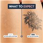 Faux Tatouage ÉCRITURE - Temporalis® | Tatouage Ephemere Femme et Homme – Cosmétique Certifié UE, Encre Vegan & Waterproof – Dur