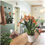 LECHUZA Jardiniere ORCHIDEA ALL-IN-ONE Blanc mat