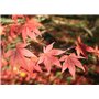 SAFLAX - Erable du Japon pourpre - 20 graines - Avec substrat - Acer palmatum atropurpureum