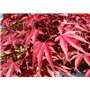 SAFLAX - Erable du Japon pourpre - 20 graines - Avec substrat - Acer palmatum atropurpureum
