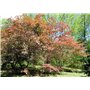 SAFLAX - Erable du Japon pourpre - 20 graines - Avec substrat - Acer palmatum atropurpureum