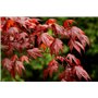 SAFLAX - Erable du Japon pourpre - 20 graines - Avec substrat - Acer palmatum atropurpureum
