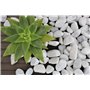 Gartenwelt Riegelsberger Gravier de jardin naturel - 25 kg - Grain de Carrara - 15-25 mm - Gravier décoratif - Pierres