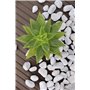 Gartenwelt Riegelsberger Gravier de jardin naturel - 25 kg - Grain de Carrara - 15-25 mm - Gravier décoratif - Pierres