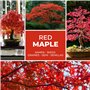 Erable japonais rouge Graines de Bonsaï/env.20 pièces/A.palmatum/cultivable comme bonsaï ou arbre