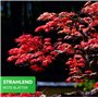 Erable japonais rouge Graines de Bonsaï/env.20 pièces/A.palmatum/cultivable comme bonsaï ou arbre