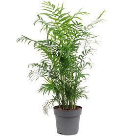 Palmier de montagne - plante d'intérieur facile d'entretien