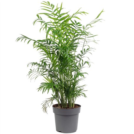 Palmier de montagne - plante d'intérieur facile d'entretien