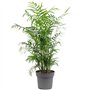 Palmier de montagne - plante d'intérieur facile d'entretien
