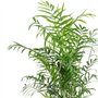 Palmier de montagne - plante d'intérieur facile d'entretien, Chamaedorea elegans - hauteur env. 70 cm, pot-Ø 17 cm
